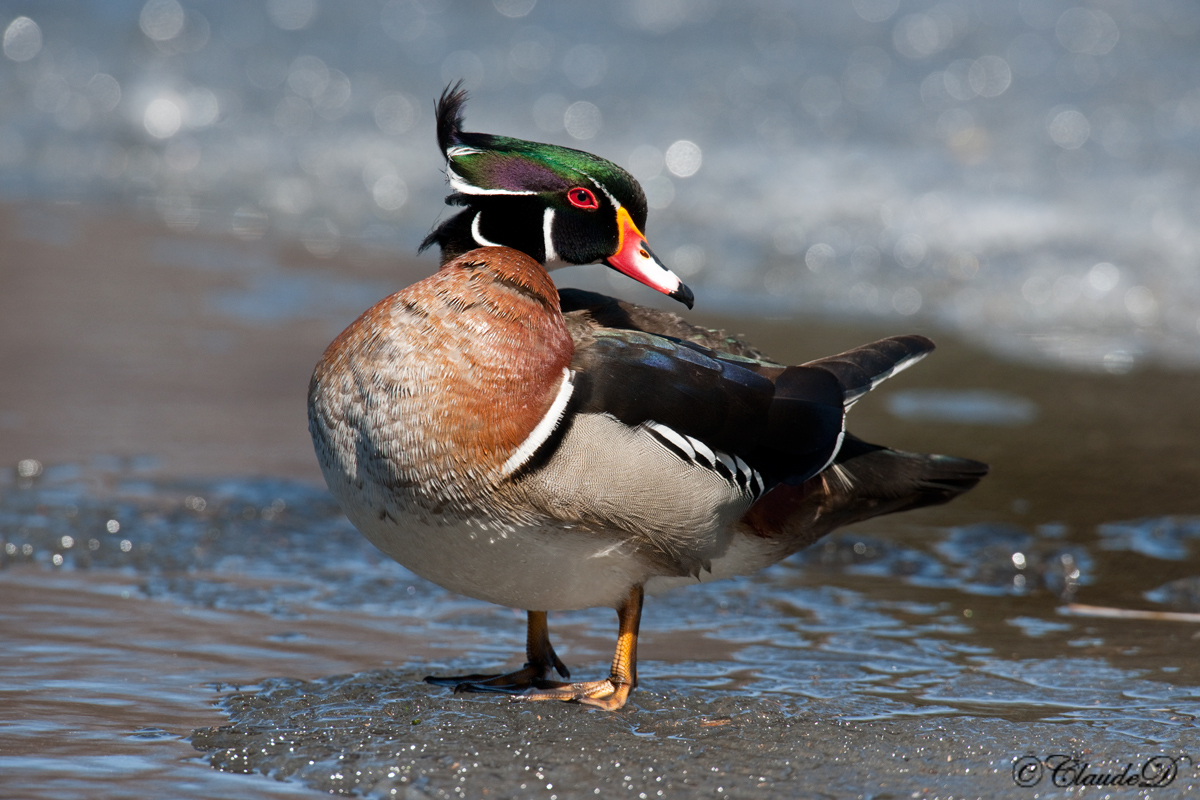 Early season  Wood Duck