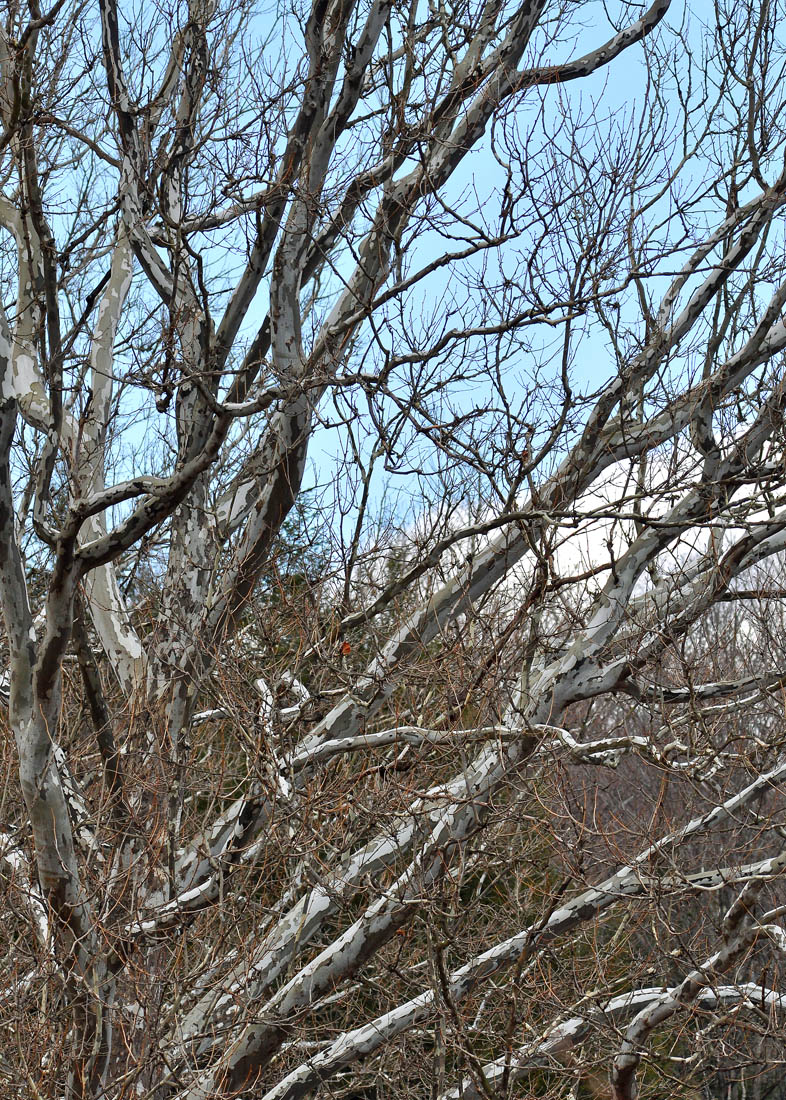 Out on a Limb
