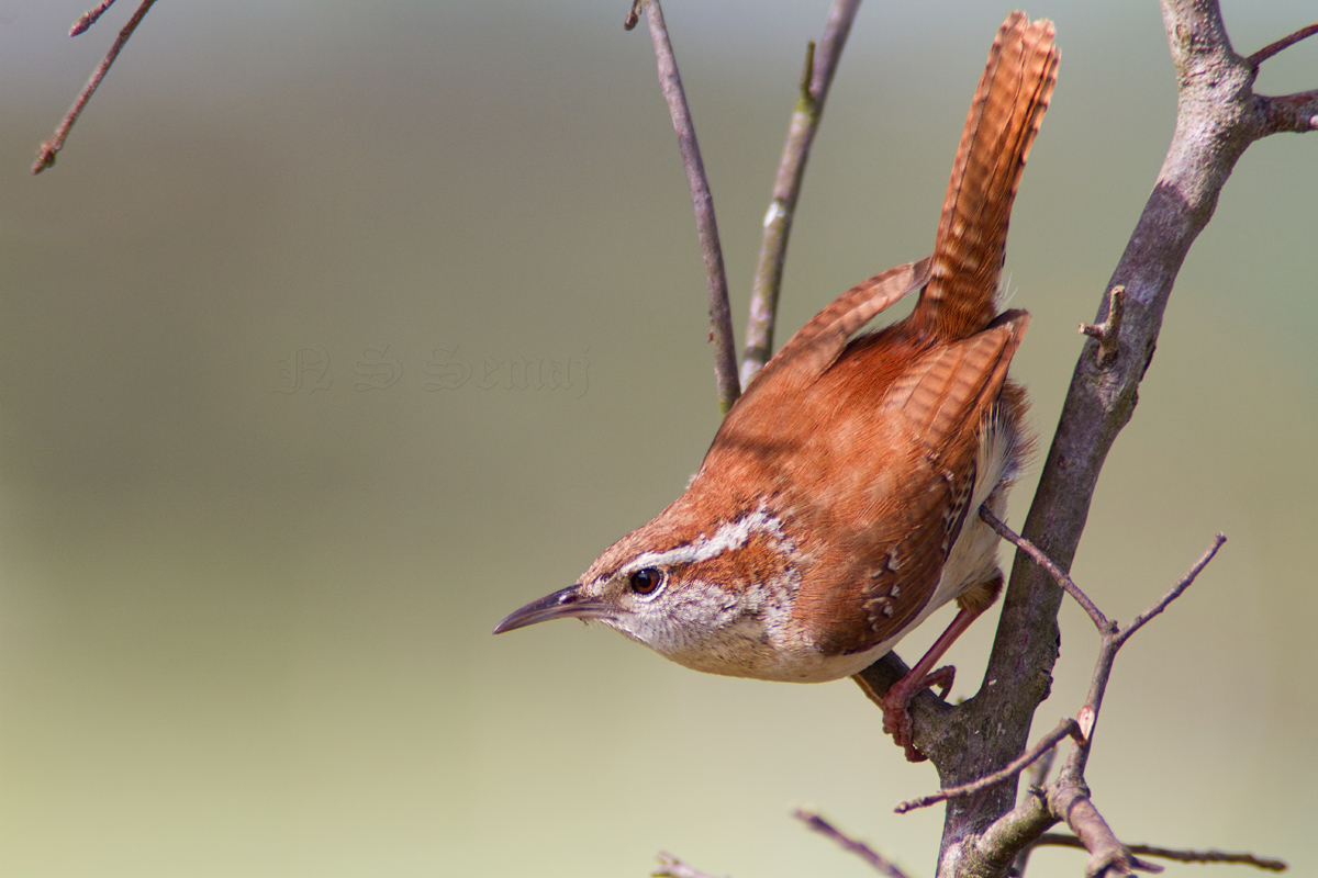 Carolina Wren 01