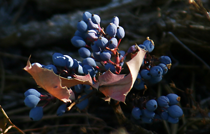 Mountain berries  WC580