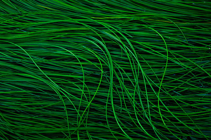 Sea Grass Curves