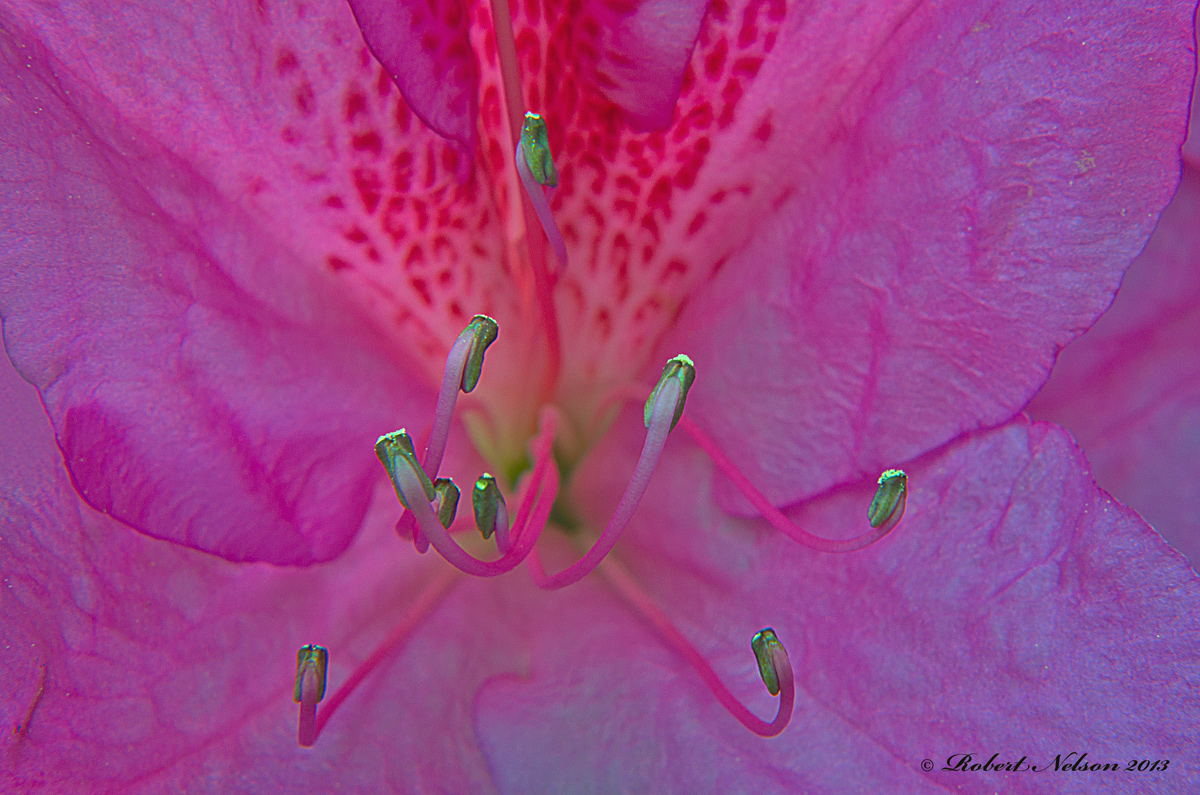 Azalea 2