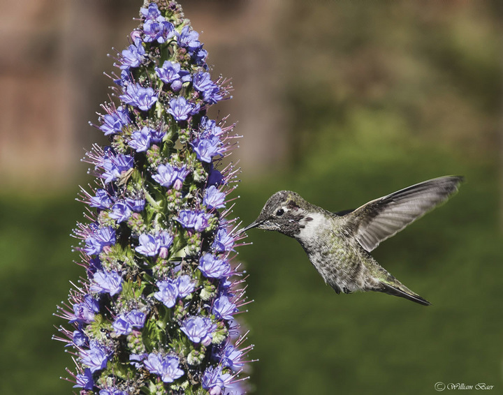 Anna's Humming Bird 
