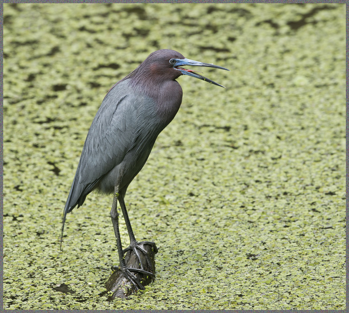 Unhappy Little Blue