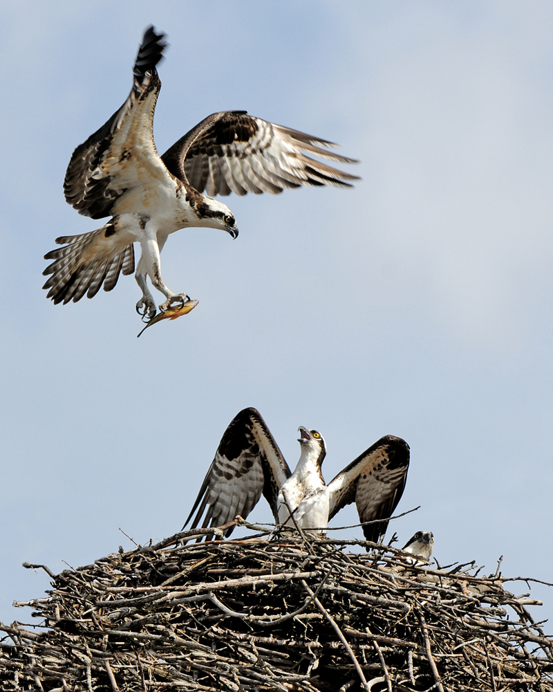 Osprey Behaviour