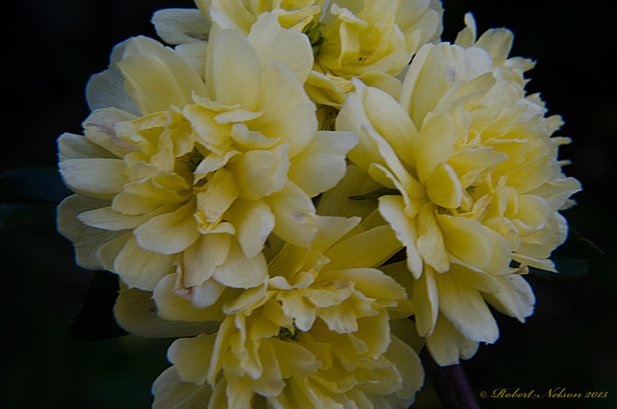 Lady Banks Rose