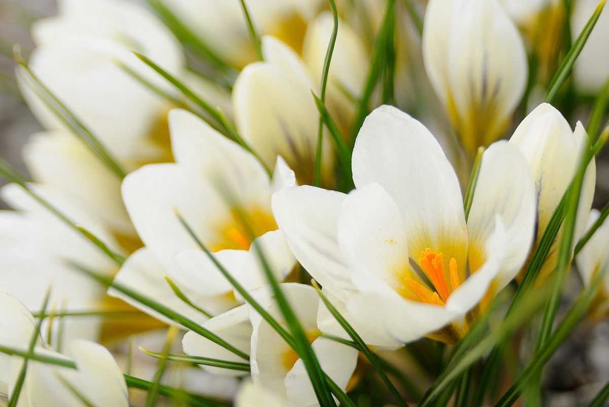 Crocus