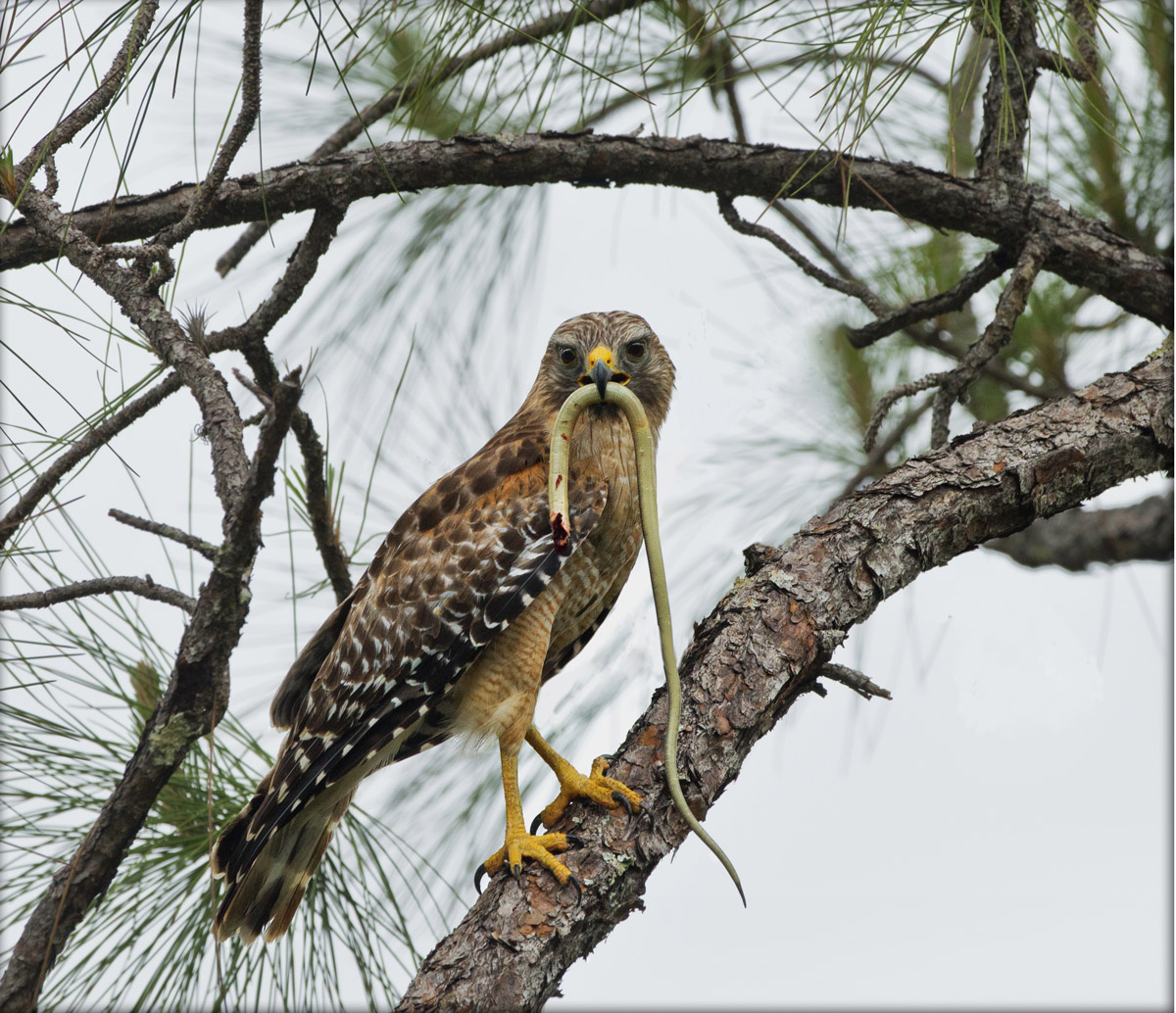 Red-Shouldered + Lizard