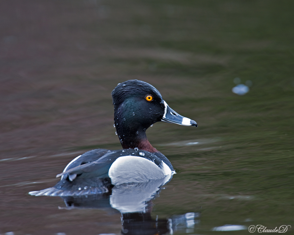 Ring-Neck