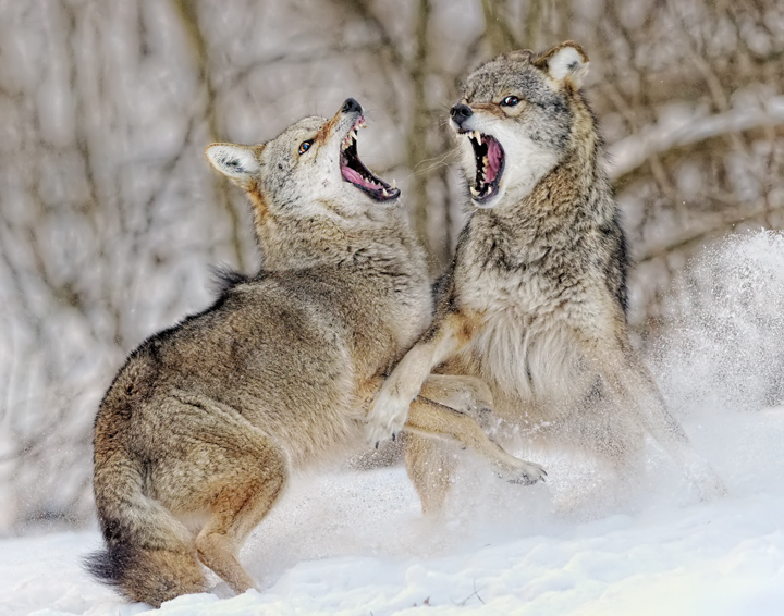 Coyotes Fight Over Food