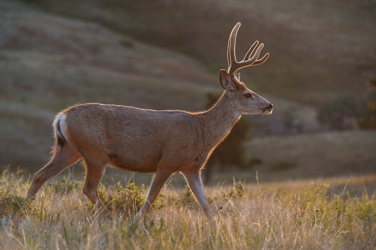 Backlit mule deer