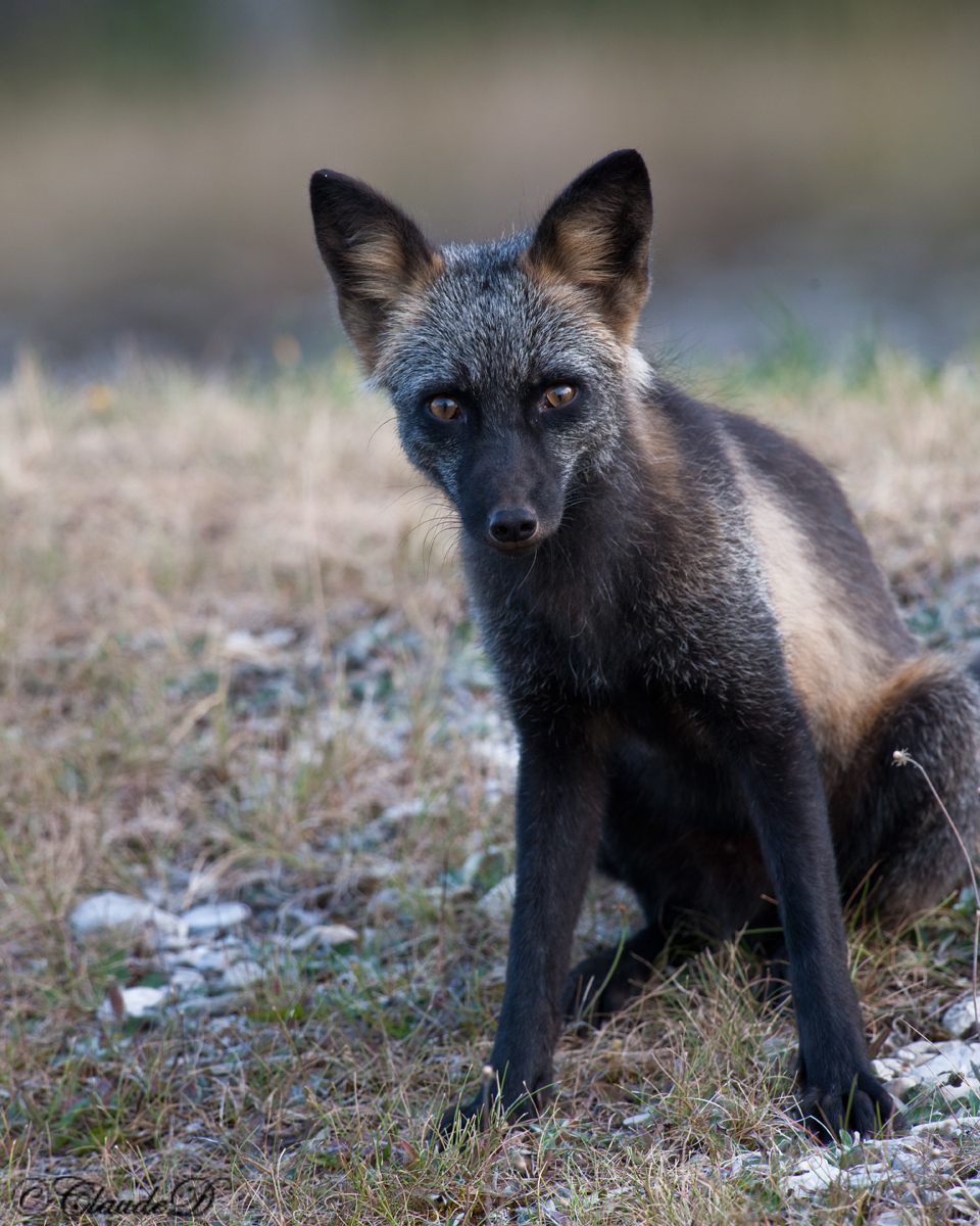 Inquisitive Fox