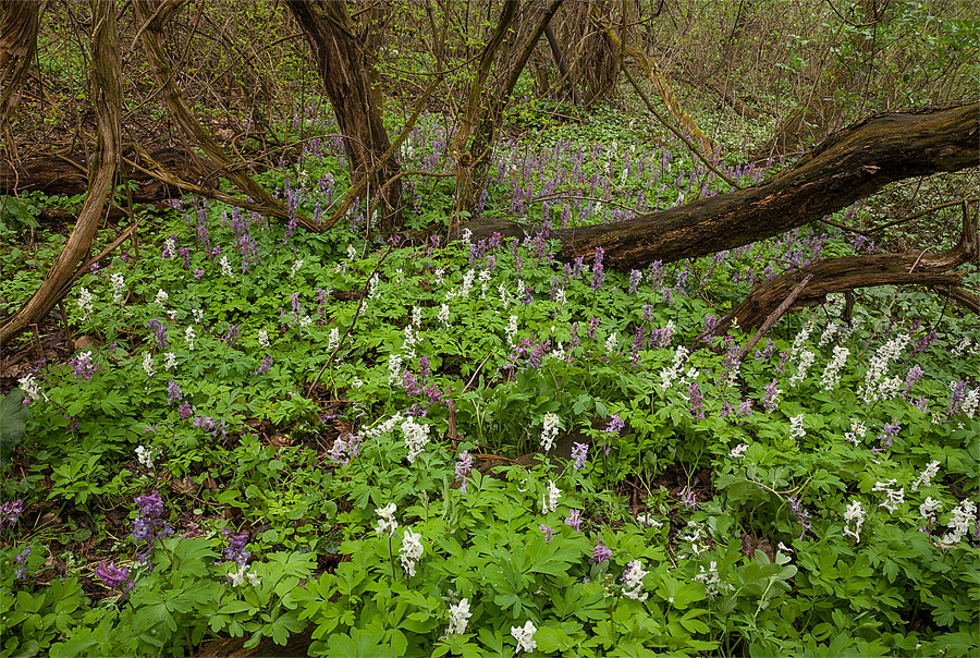 Spring in Vienna