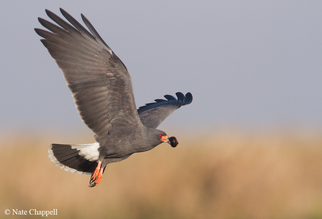 Snail Kite