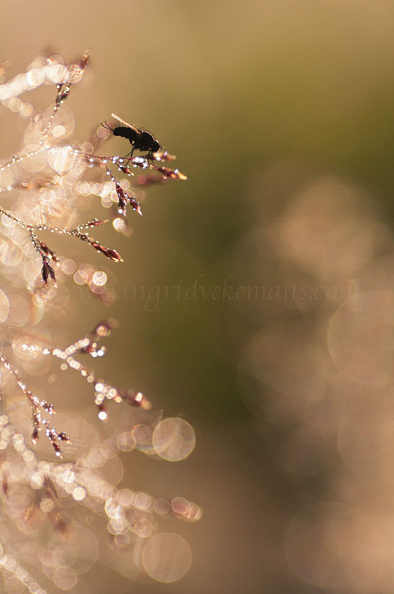 Living In Sparkles