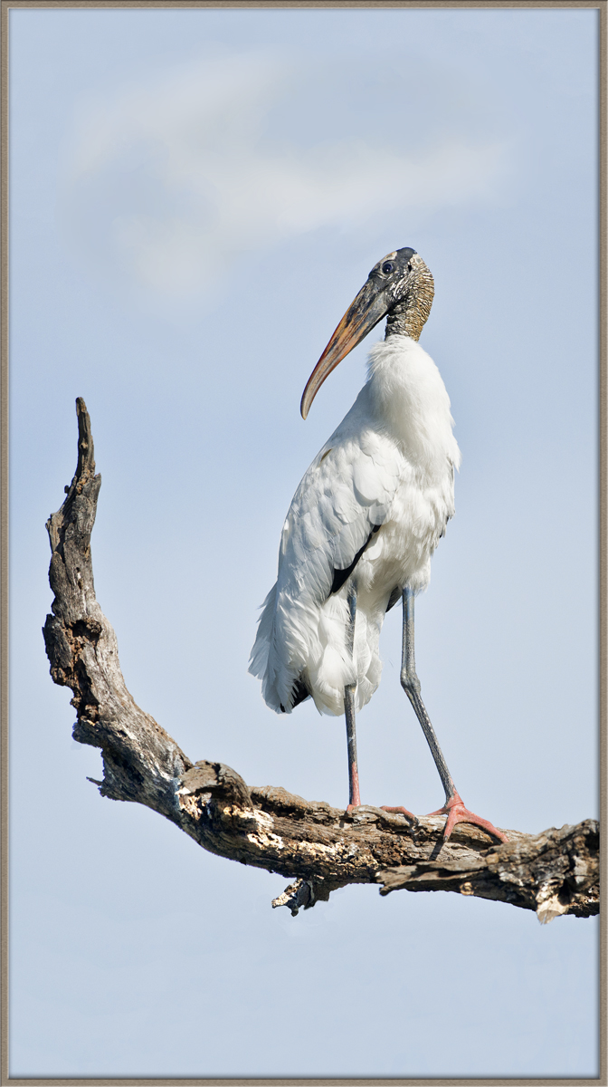 Wood Stork