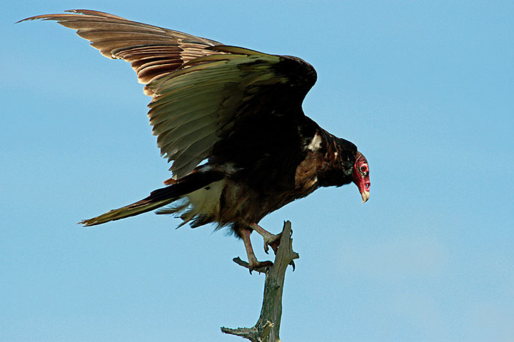 Turkey Vulture