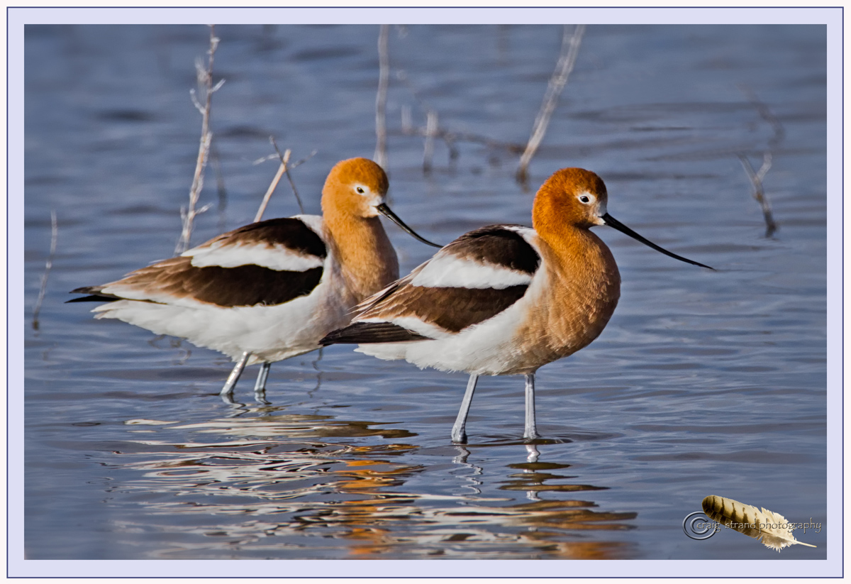 American Avocets