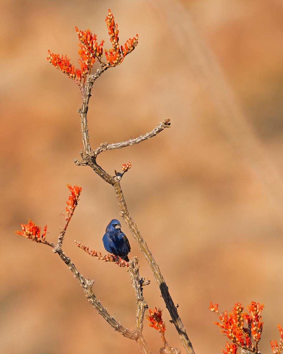 Blue Grosbeak