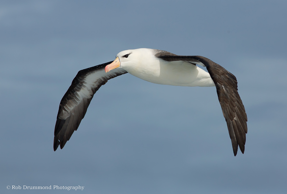 Black-browed Albatross