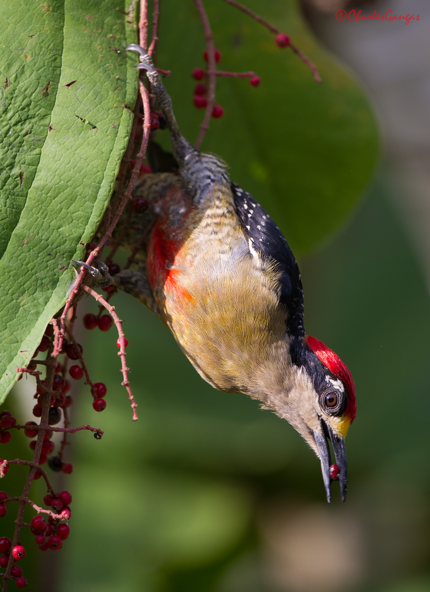 Black-cheeked