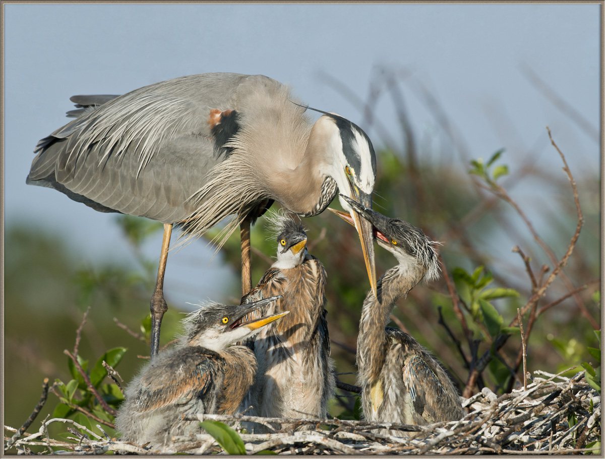 GBH + 3 chicks