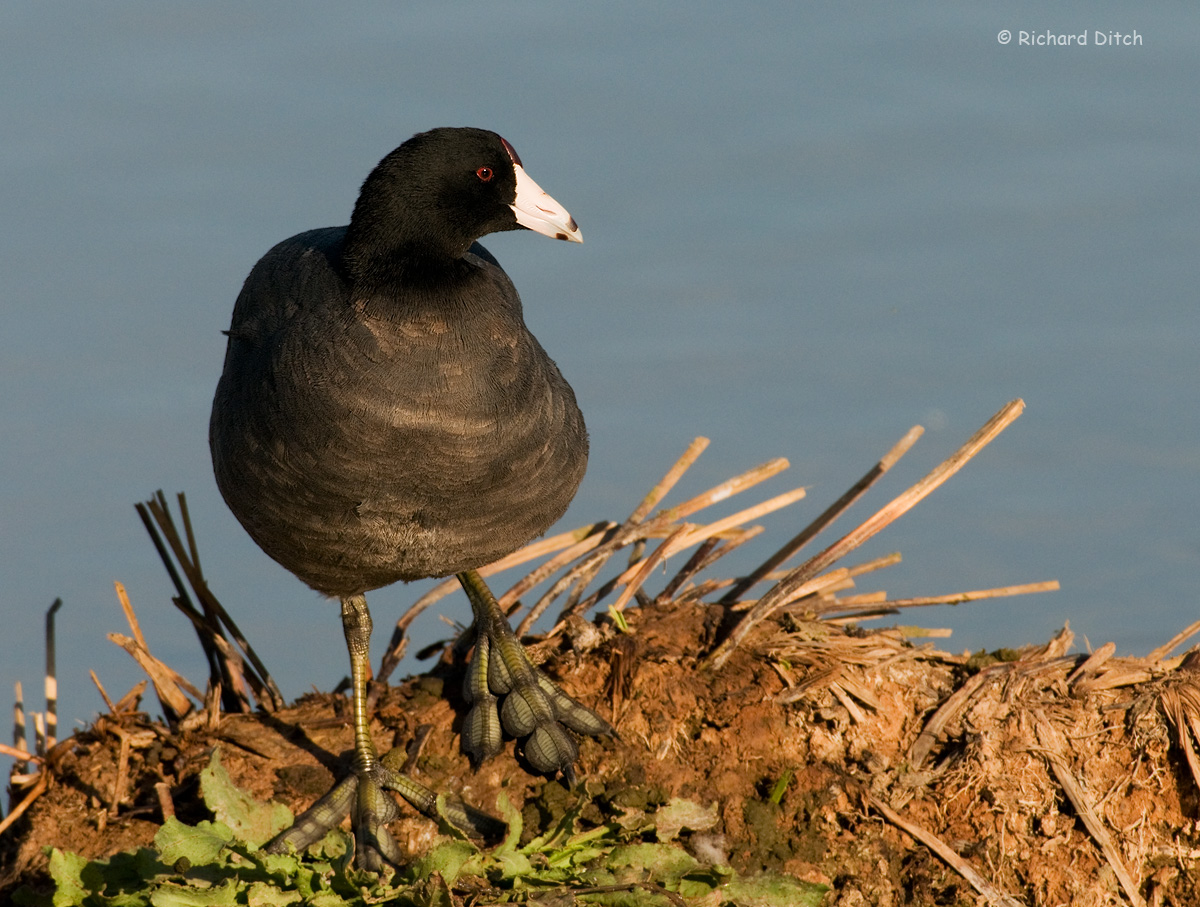 American Coot