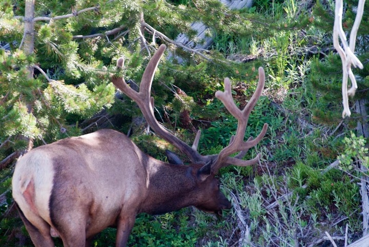 Yellowstone Elk