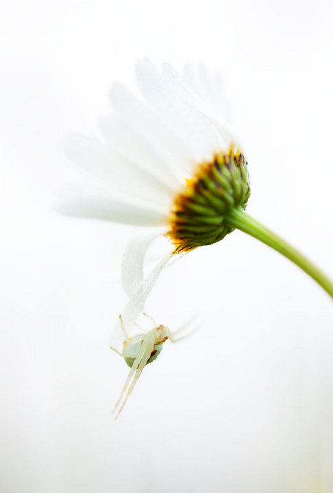 Shades of White