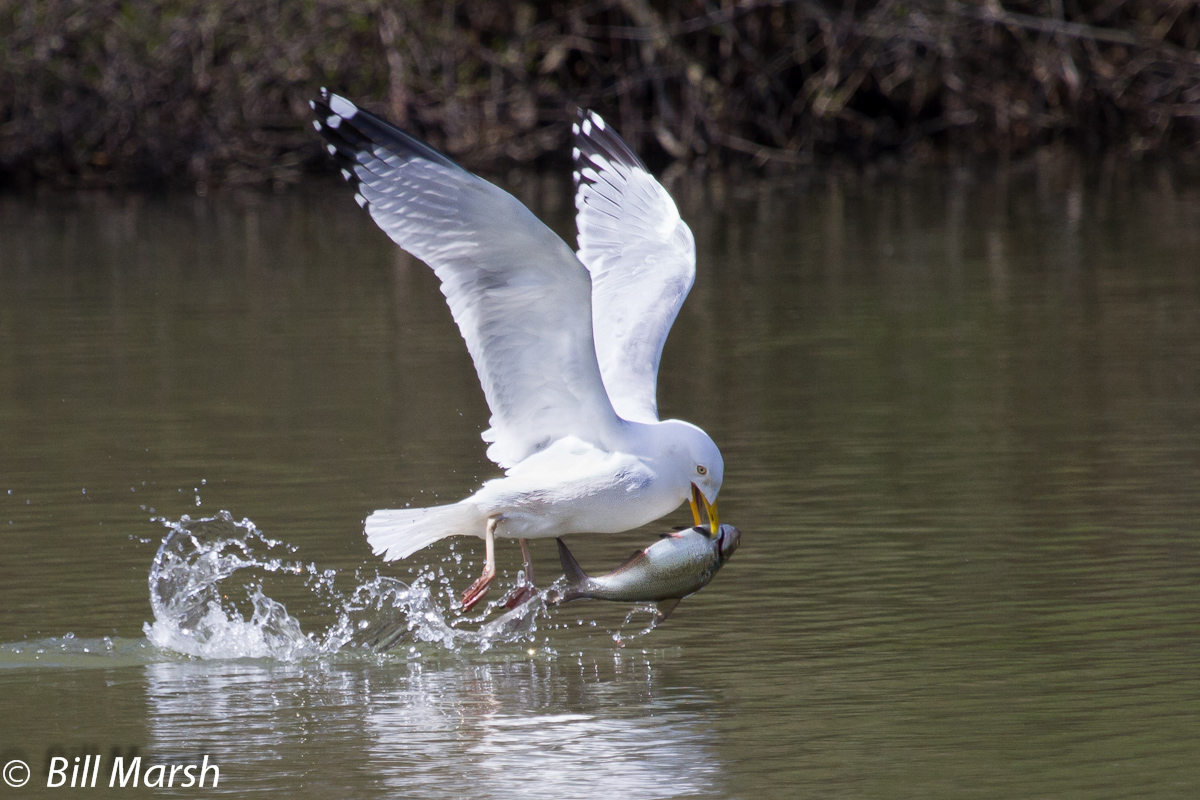 Seagull Fishing