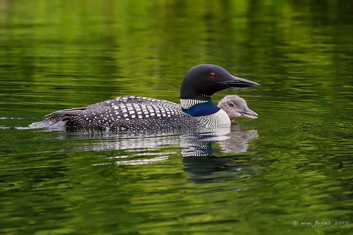 At Home on Emerald Pond
