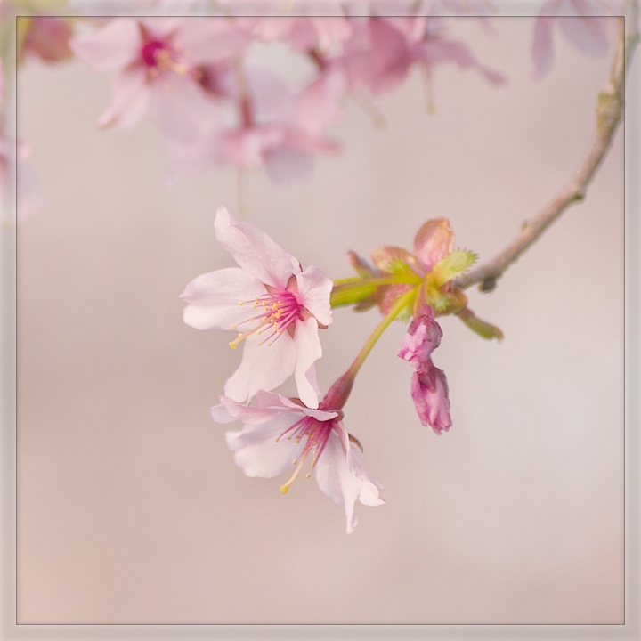 Cherry Branch # 2