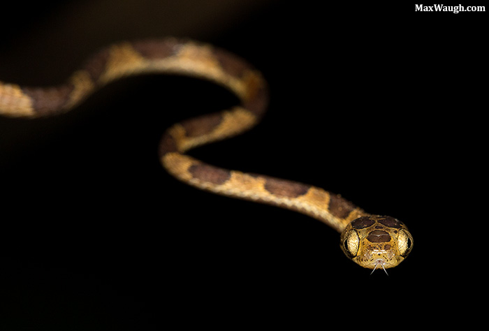 Chunk-Headed Snake