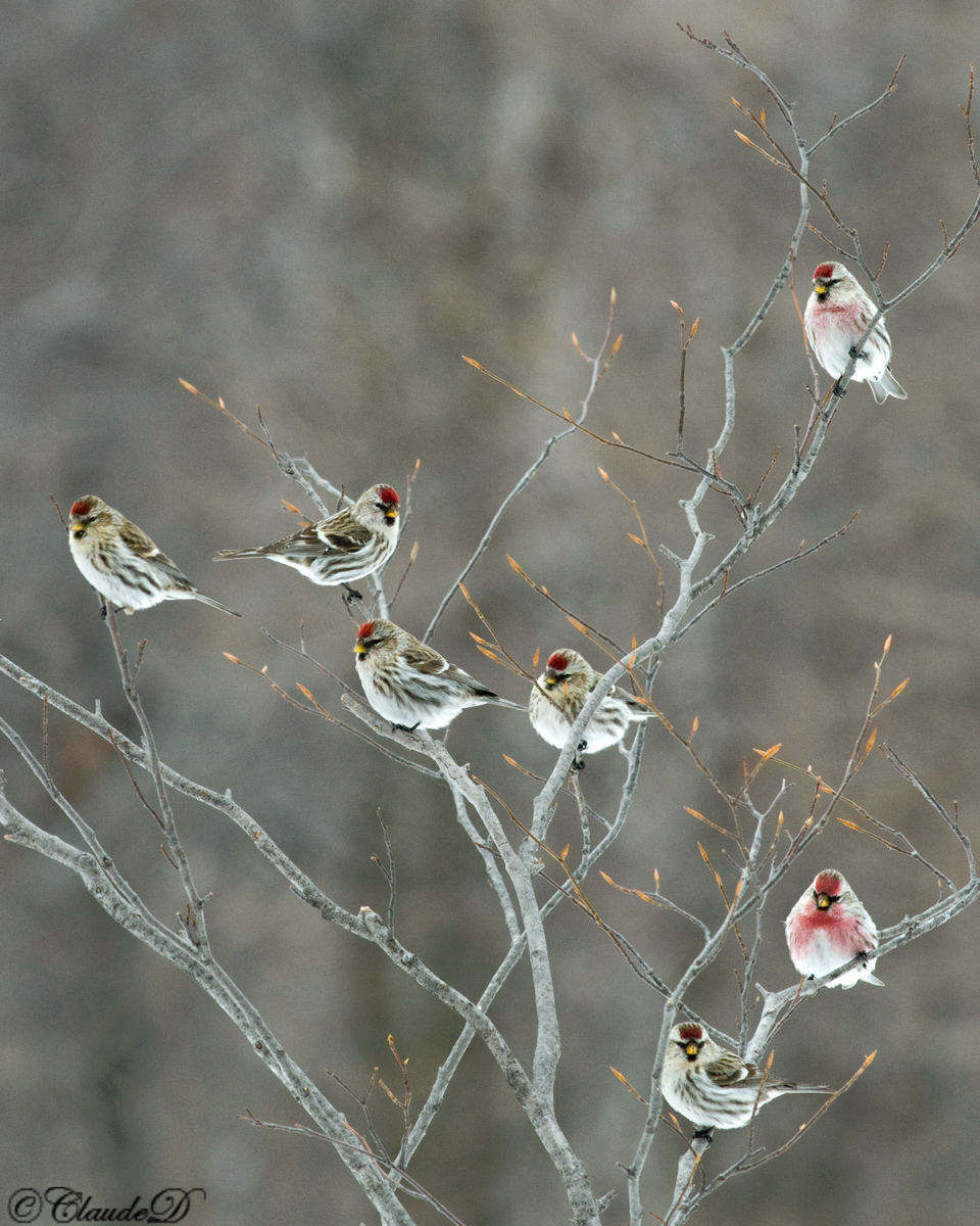 The Redpoll tree