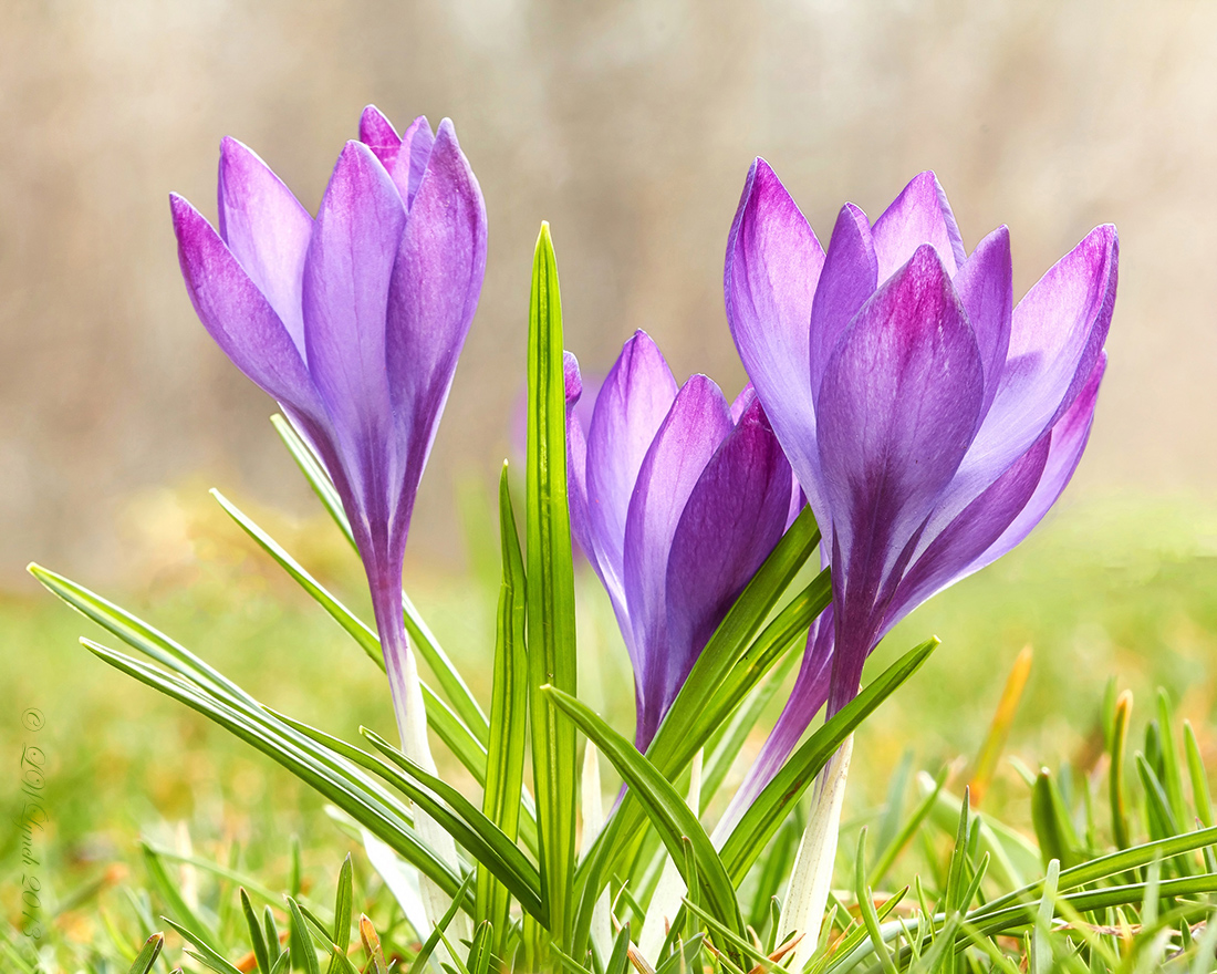 Spring Sign