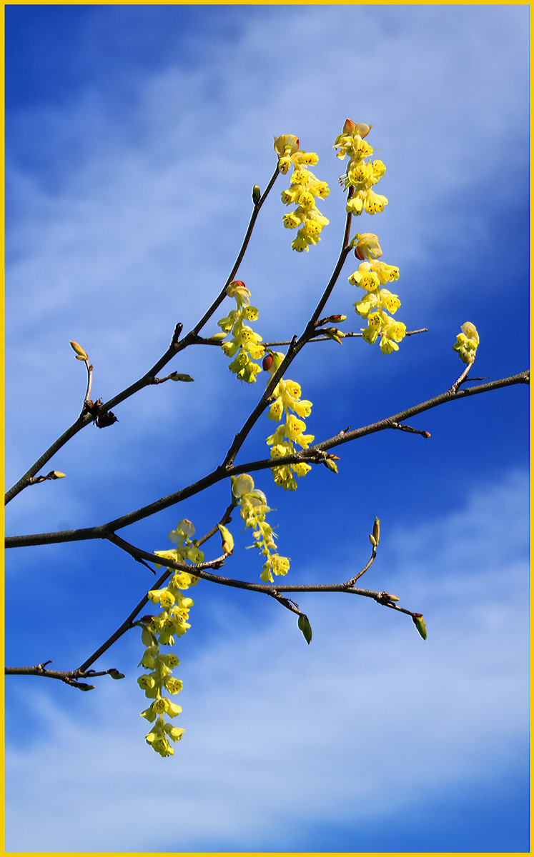 Spike Winterhazel