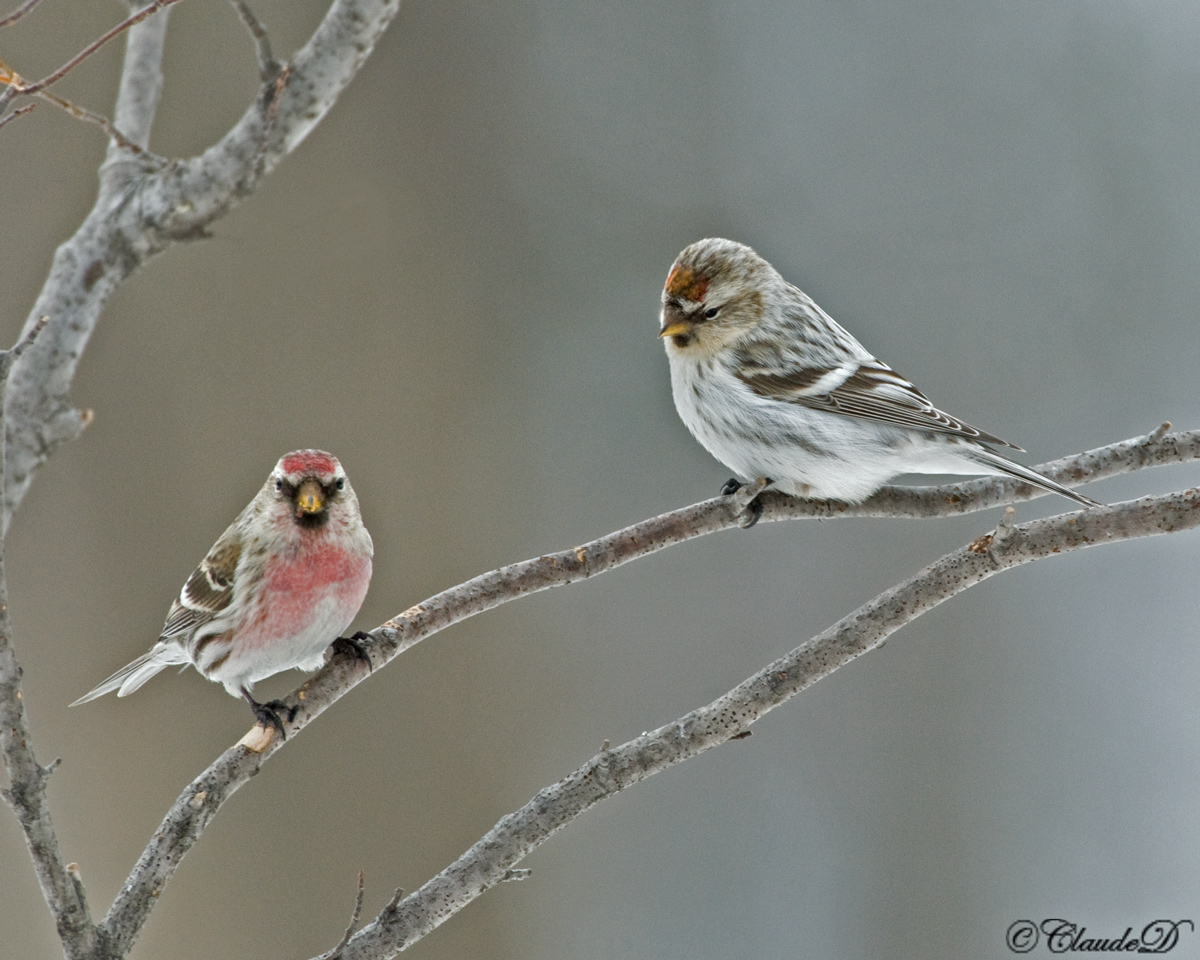 Common + Hoary Redpolls
