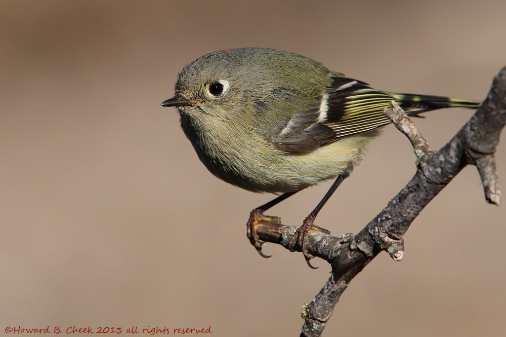 Ruby-crowned Kinglet