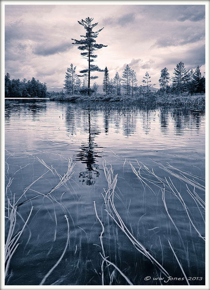 Adirondack River Pine_BW