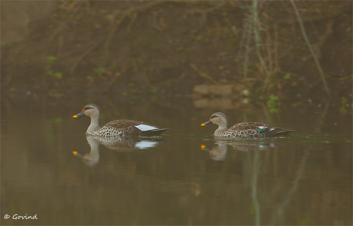 Spot-billed ducks