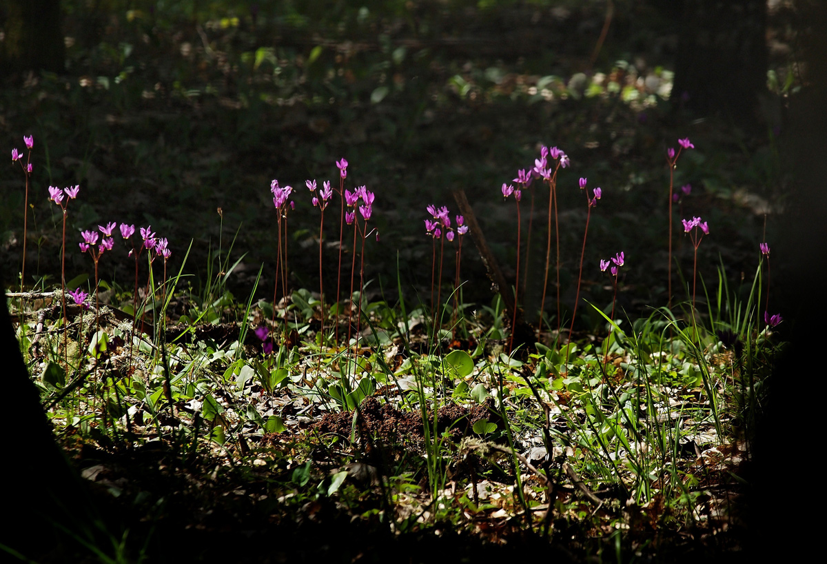 Alpine Shooting Star