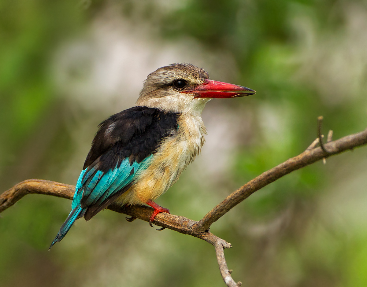 Brown Hooded Kingfisher
