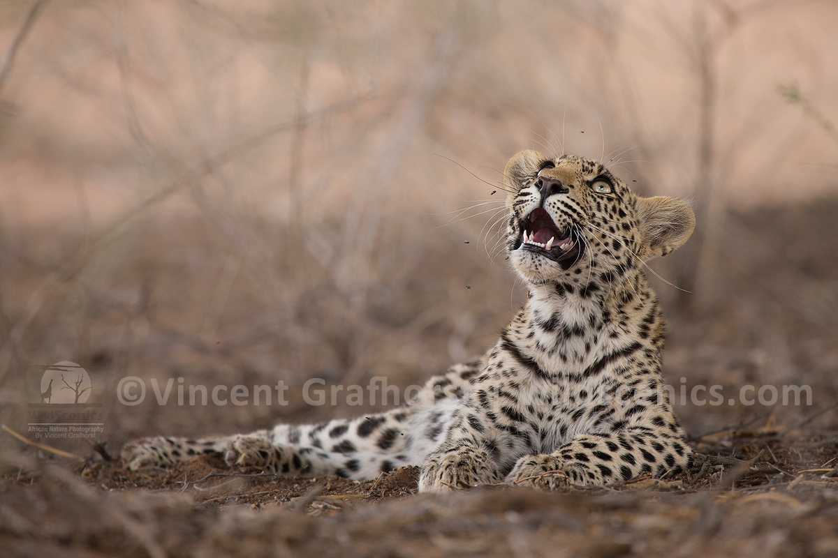 Hunting Flies 