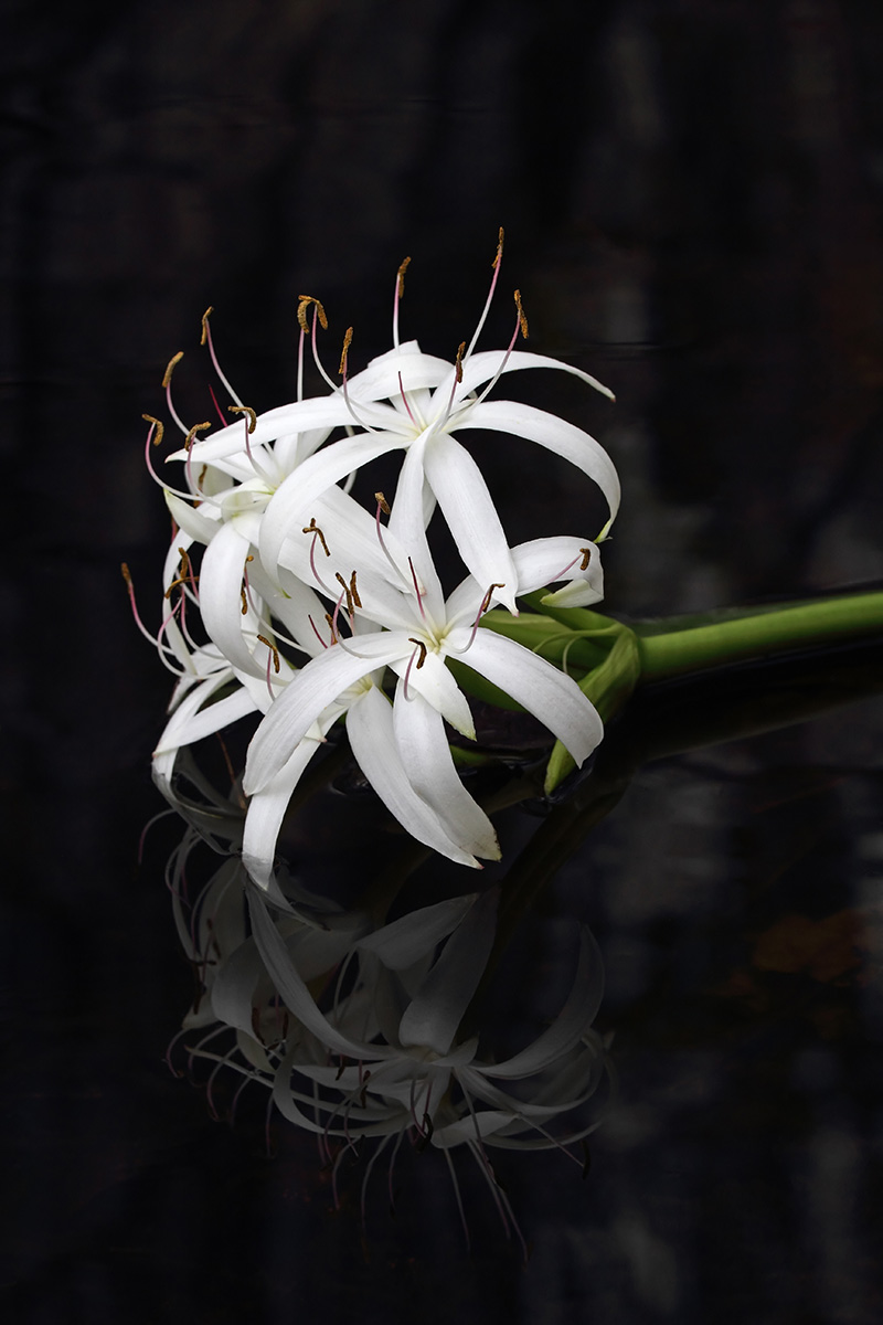 String Lily WC581