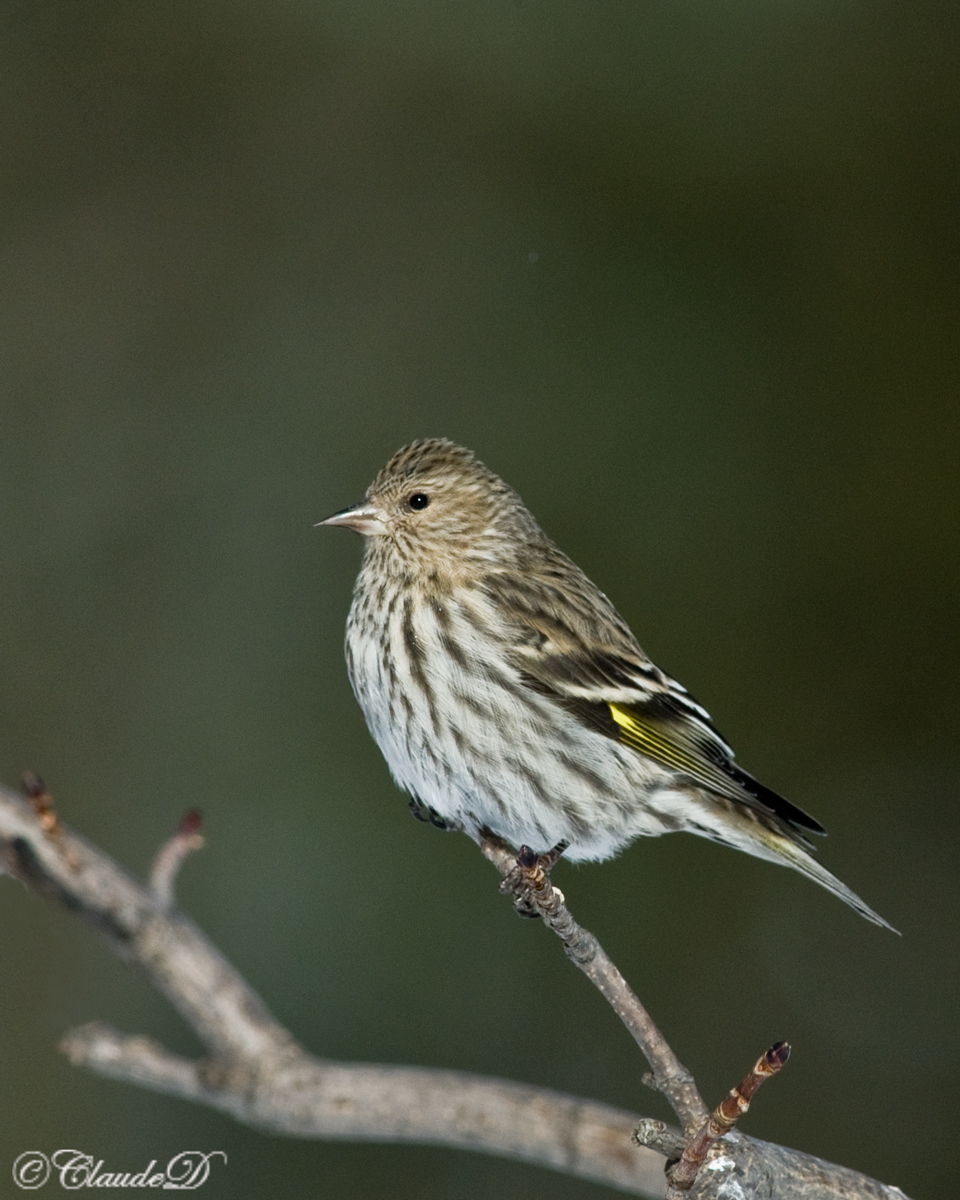 Pine Siskin