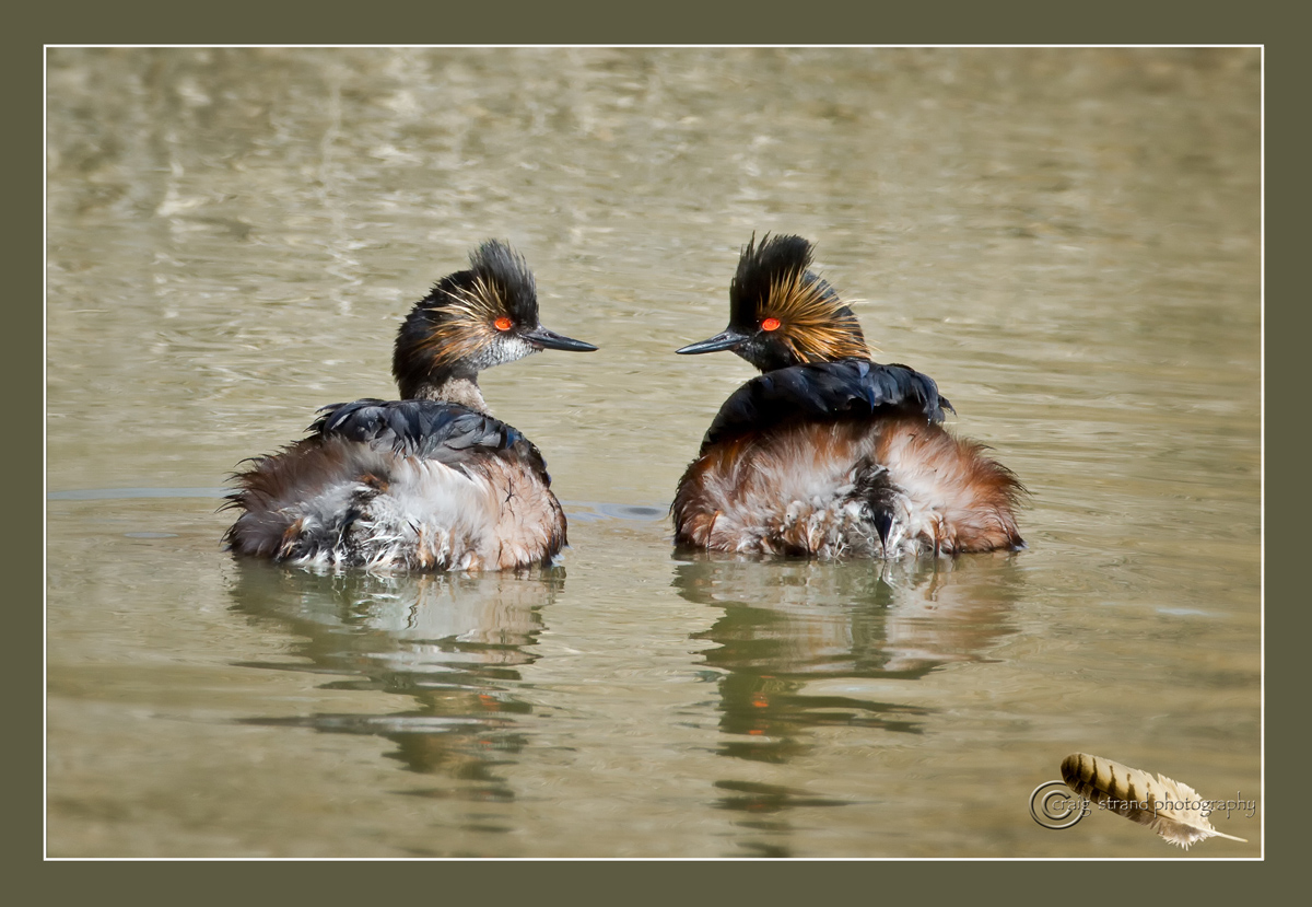 Eared Grebe pair w/repost