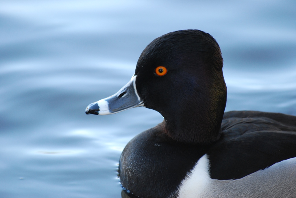 Ring-Necked Portrait