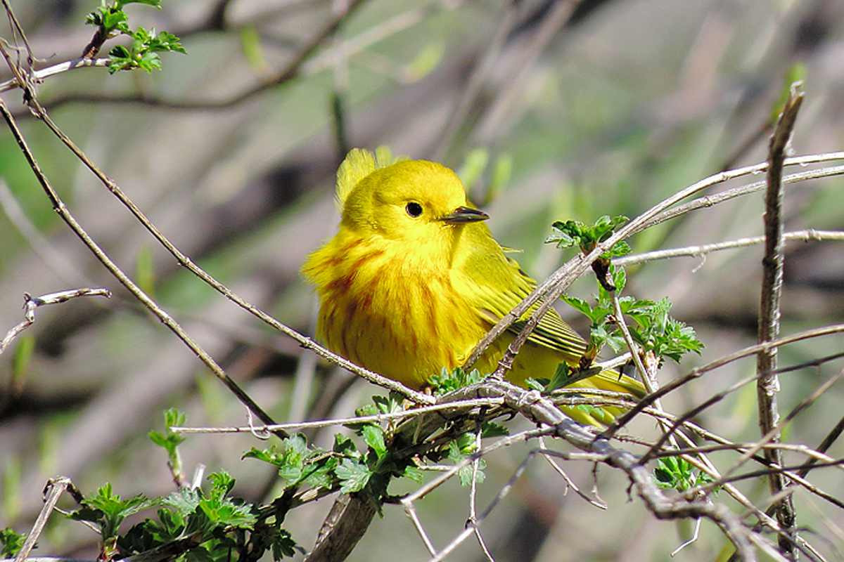 Yellow warbler