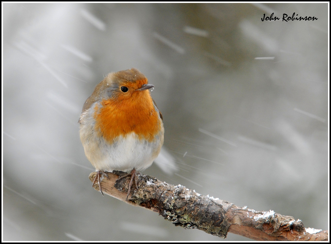 Winter Robin