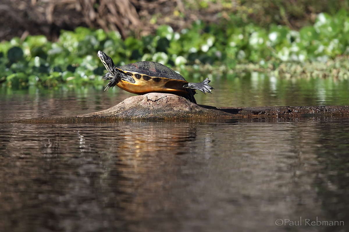 Cooter on Log WC581